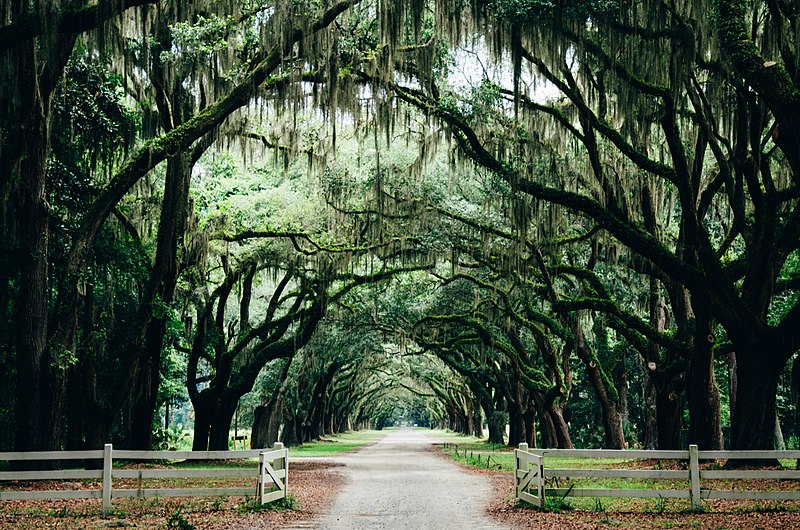 trees trees